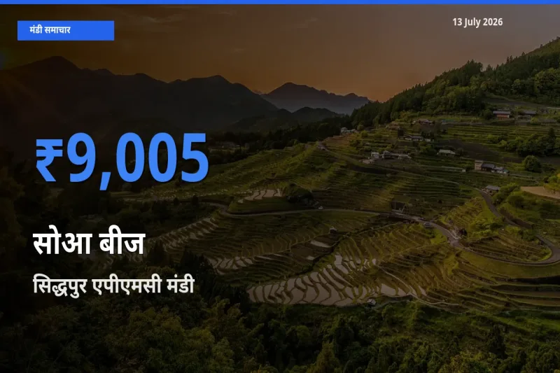 आज का मंडी भाव: सोआ बीज के सबसे ज़्यादा दाम सिद्धपुर एपीएमसी में
