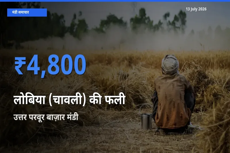 उत्तर परवूर बाज़ार में लोबिया (चावली) की फली का आज सबसे ऊँचा भाव