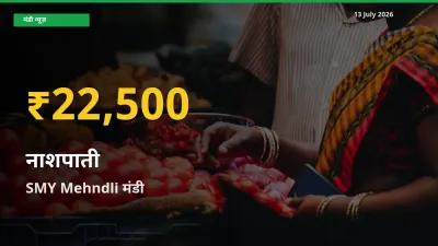 नाशपाती के दामों में रिकॉर्ड तेज़ी, SMY Mehndli