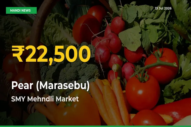 Why Pear (Marasebu) Prices Are Climbing in SMY Mehndli – Today’s New High Explained
