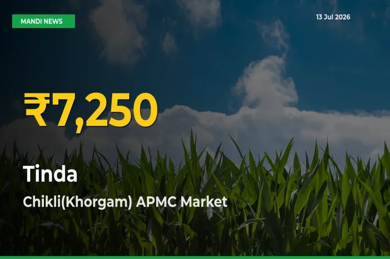 Big Jump in Tinda Prices! Chikli(Khorgam) APMC Records New Peak Today
