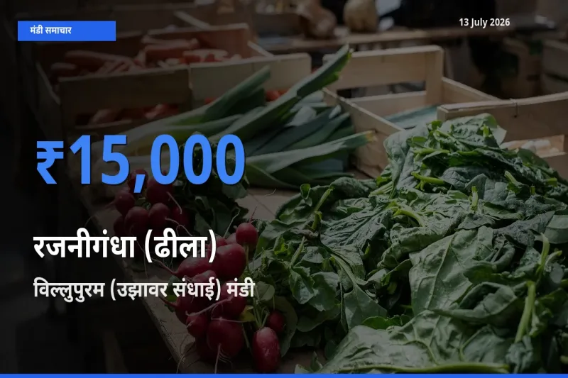 विल्लुपुरम (उझावर संधाई) में रजनीगंधा (ढीला) का आज सबसे ऊँचा भाव