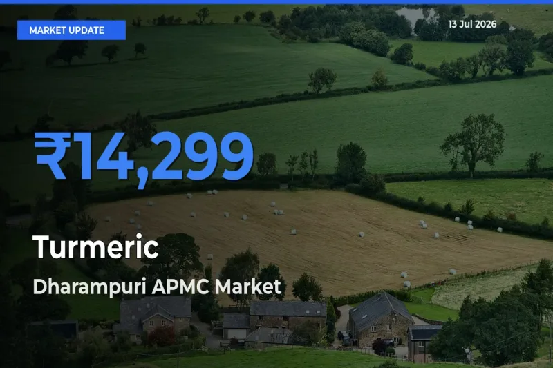 Farmers Prefer Dharampuri APMC as Turmeric Hits Highest Rate