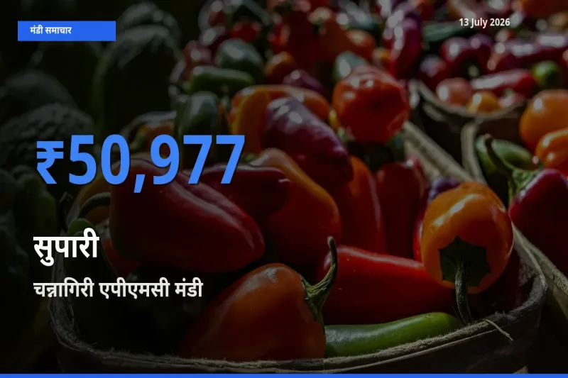 चन्नागिरी एपीएमसी में सुपारी का आज सबसे ऊँचा भाव