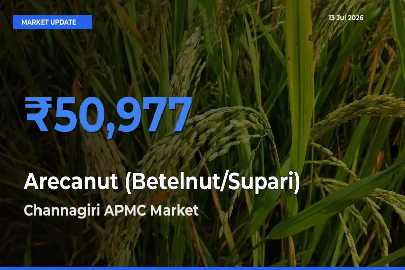 Channagiri APMC Leads as Top Mandi for Arecanut (Betelnut/Supari) Prices