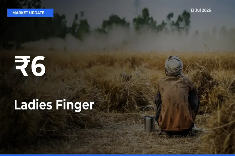 Strong Trend in Ladies Finger Rates Across Multiple Mandis – What It Means for Traders