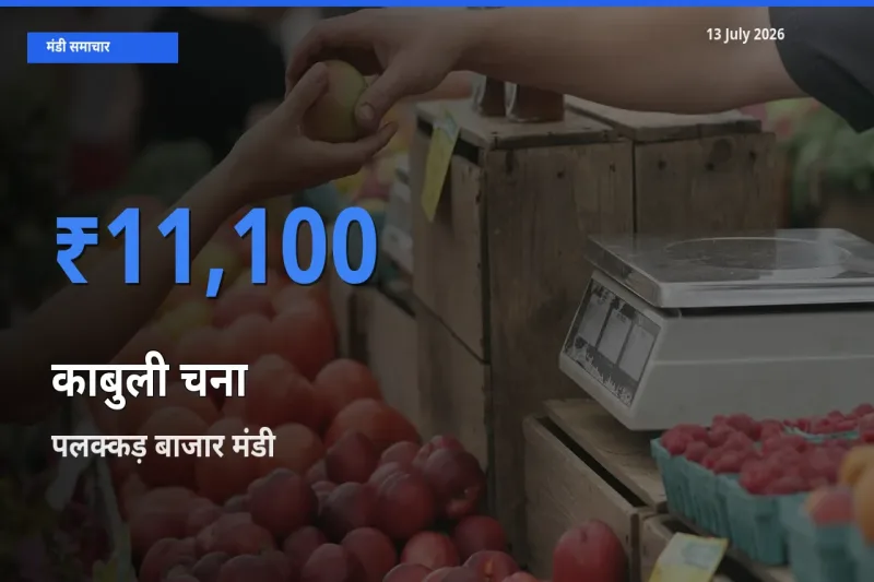 13 July अपडेट: काबुली चना के सबसे ऊँचे दाम पलक्कड़ बाजार मंडी में