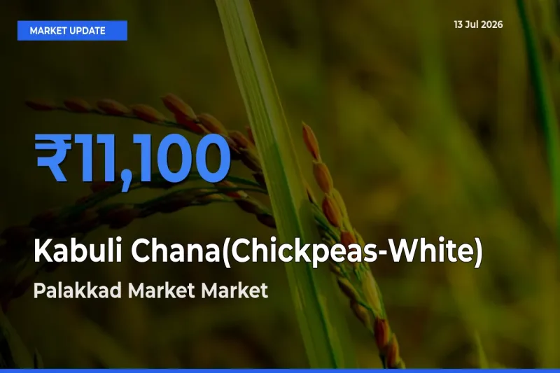 Palakkad Market Emerges as Top Mandi for Kabuli Chana(Chickpeas-White) Prices Today