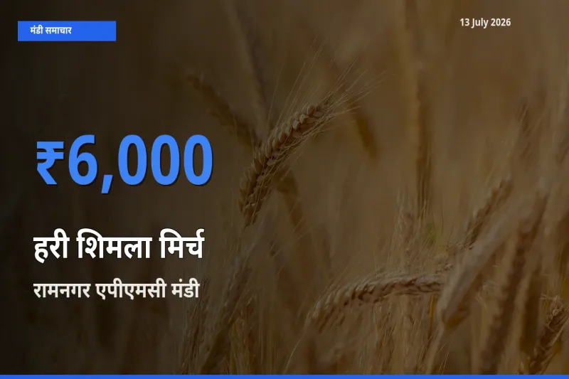 आज का मंडी भाव: हरी शिमला मिर्च के सबसे ज़्यादा दाम रामनगर एपीएमसी में