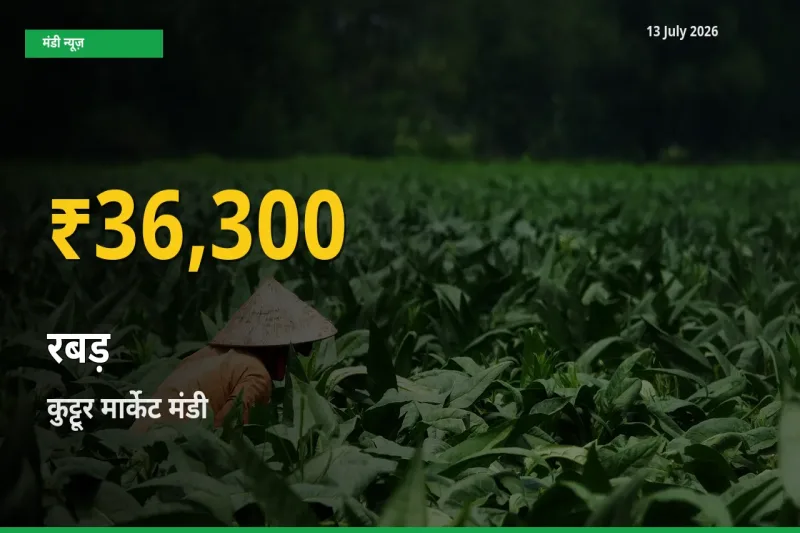 आज का मंडी भाव: कुट्टूर मार्केट में रबड़ सबसे ऊँचे स्तर पर