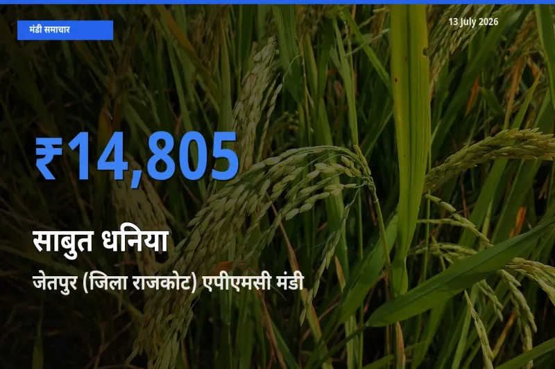 टॉप मंडी बना जेतपुर (जिला राजकोट) एपीएमसी! साबुत धनिया के सबसे ऊँचे दाम यहीं दर्ज