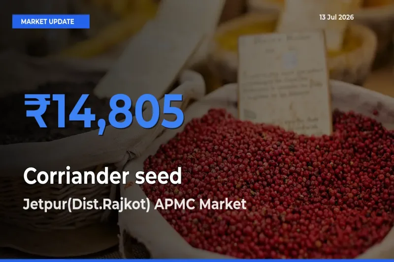 Farmers Prefer Jetpur(Dist.Rajkot) APMC as Corriander seed Hits Highest Rate