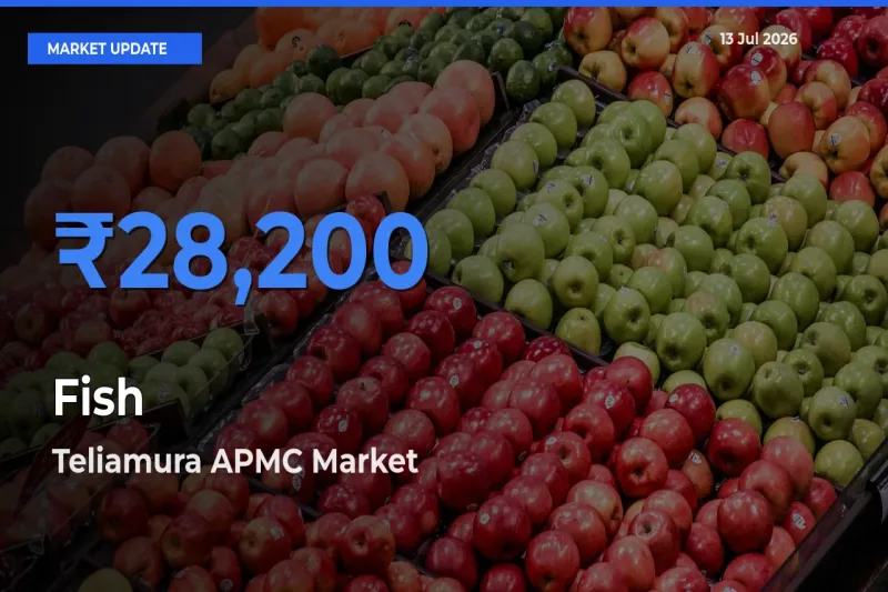 Top Performer! Teliamura APMC Offers Best Fish Price Today