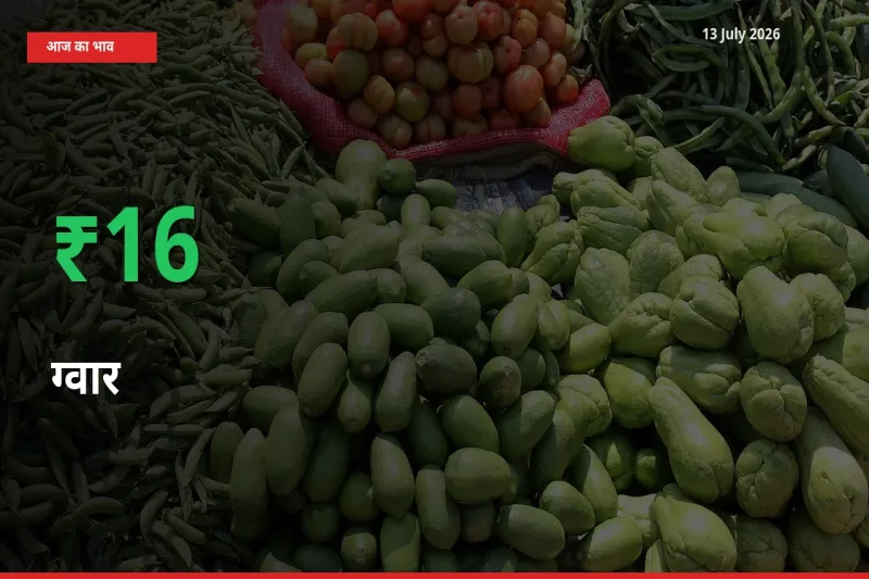 स्थानीय मंडी में ग्वार के दाम अचानक 16.29% उछले, किसान सतर्क