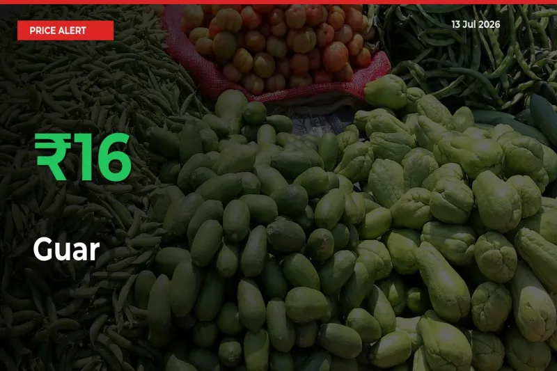 Guar Prices Rise 16.29% in a Day at Major Mandis