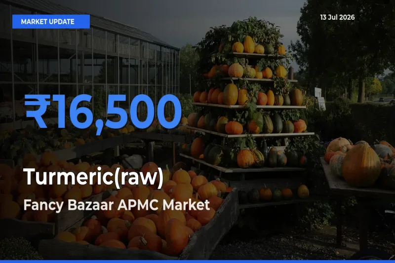 Farmers Prefer Fancy Bazaar APMC as Turmeric(raw) Hits Highest Rate