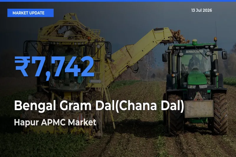Market Watch: Hapur APMC Becomes Top Mandi for Bengal Gram Dal(Chana Dal)