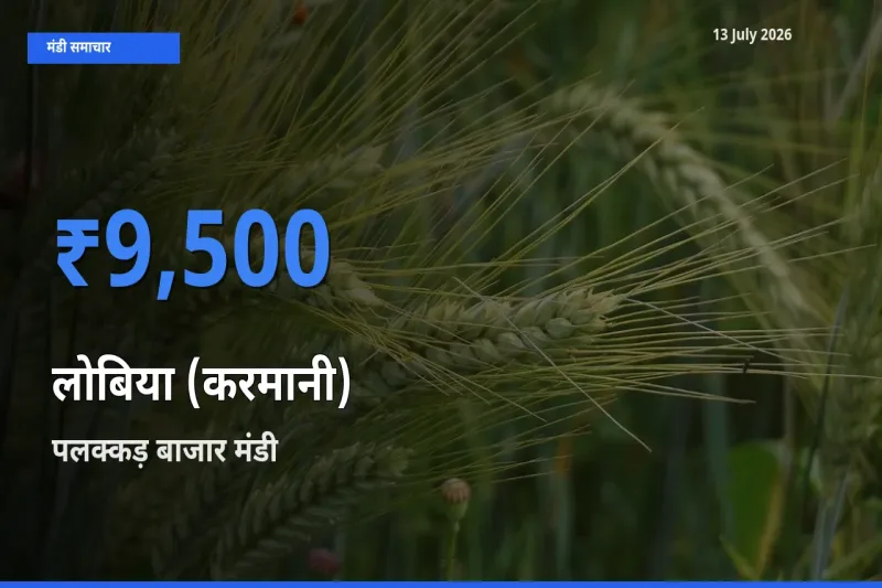 पलक्कड़ बाजार मंडी में लोबिया (करमानी) ₹9,500 पर पहुँचा – आज का सर्वोच्च भाव