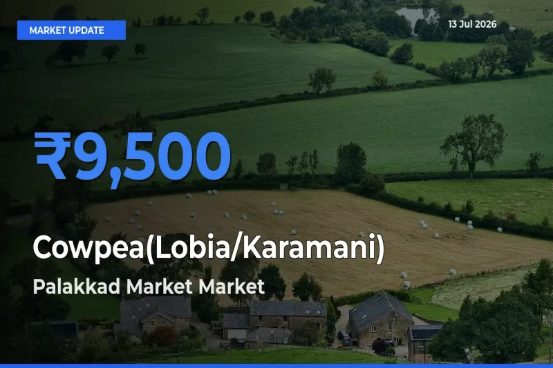 Palakkad Market Records Highest ₹9,500 Rate for Cowpea(Lobia/Karamani)