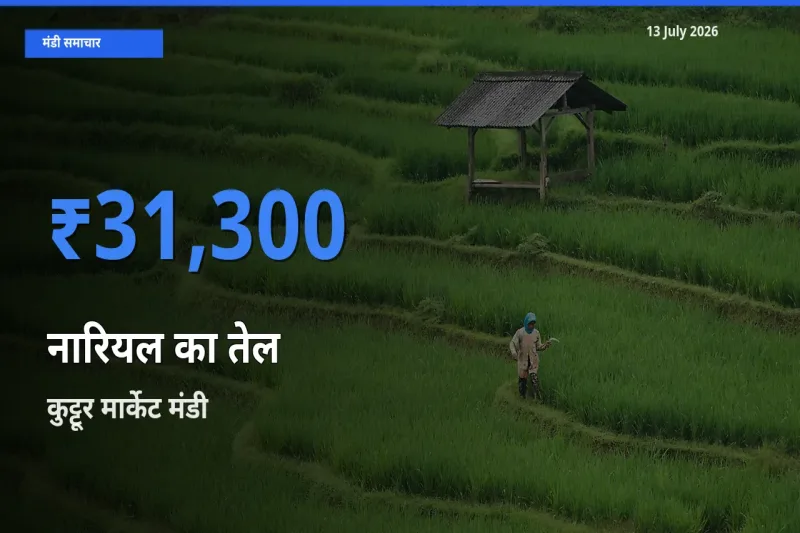 आज नारियल का तेल के सबसे ऊँचे दाम ₹31,300 कुट्टूर मार्केट मंडी में