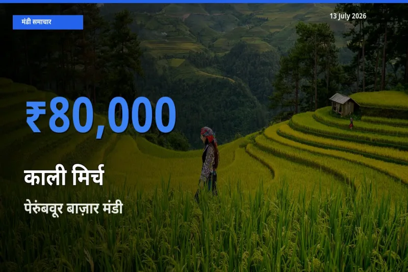 पेरुंबवूर बाज़ार मंडी में आज काली मिर्च के सबसे ऊँचे दाम दर्ज