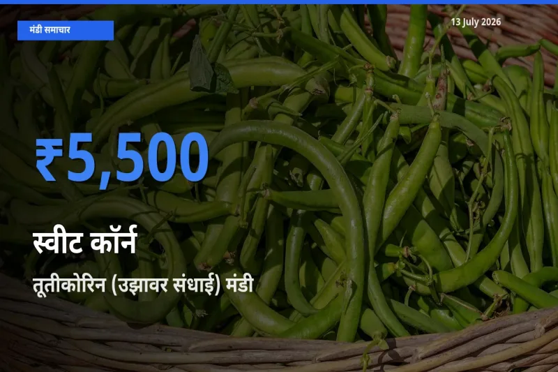 13 July अपडेट: स्वीट कॉर्न के सबसे ऊँचे दाम तूतीकोरिन (उझावर संधाई) मंडी में