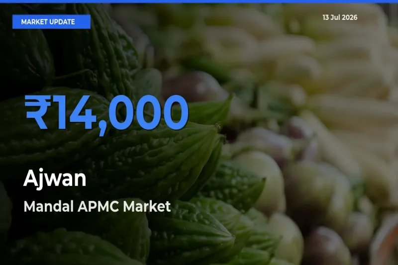Mandal APMC Records Highest ₹14,000 Rate for Ajwan