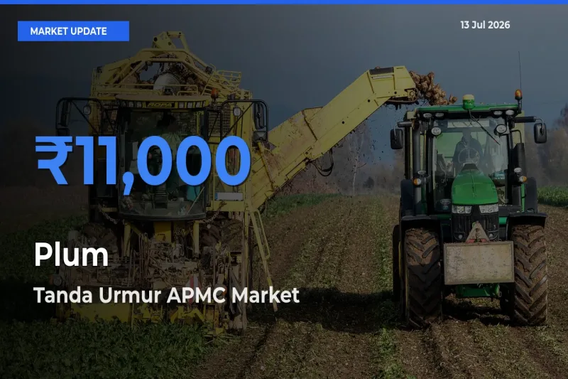 Farmers Prefer Tanda Urmur APMC as Plum Hits Highest Rate