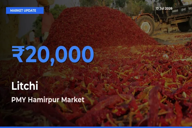 Market Watch: PMY Hamirpur Becomes Top Mandi for Litchi