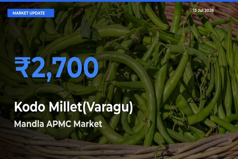 Kodo Millet(Varagu) Mandi Rate Today: Mandla APMC Tops the List