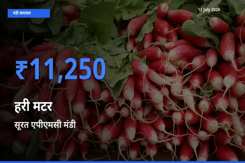 सूरत एपीएमसी में हरी मटर का आज सबसे ऊँचा भाव