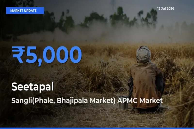 Top Performer! Sangli(Phale, Bhajipala Market) APMC Offers Best Seetapal Price Today