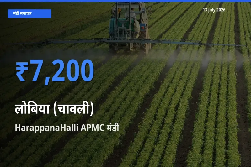 आज का मंडी भाव: लोबिया (चावली) के सबसे ज़्यादा दाम HarappanaHalli APMC में