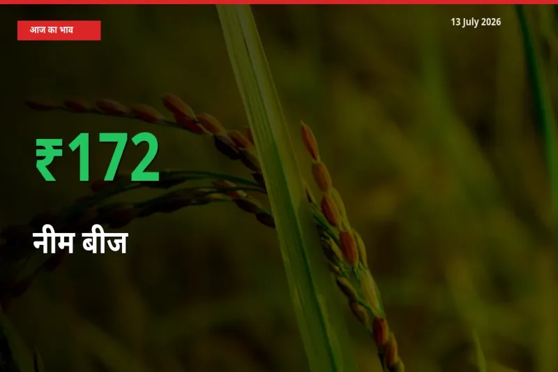 स्थानीय मंडी में नीम बीज के दाम अचानक 171.75% उछले, किसान सतर्क