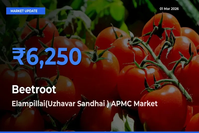 Farmers Prefer Elampillai(Uzhavar Sandhai ) APMC as Beetroot Hits Highest Rate