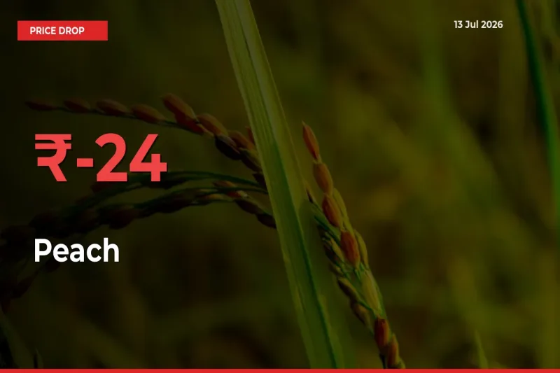 Sudden Shock! Peach Drops 24.01% in 24 Hours at Top Mandis