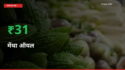 तेज़ तेजी! मंडी में मेंथा ऑयल के दाम 30.63% चढ़े