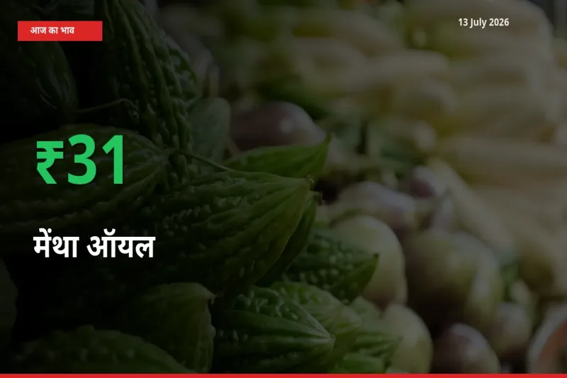 तेज़ तेजी! मंडी में मेंथा ऑयल के दाम 30.63% चढ़े