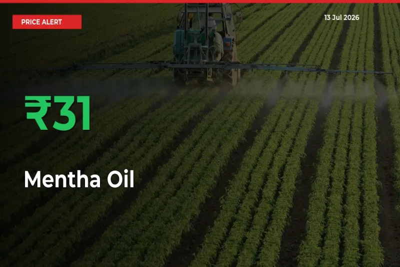 Mentha Oil Prices Rise 30.63% in a Day at Major Mandis