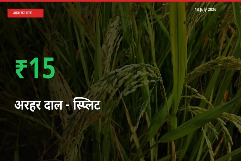 अचानक तेजी! मंडी में अरहर दाल - स्प्लिट के दाम 15.45% चढ़े