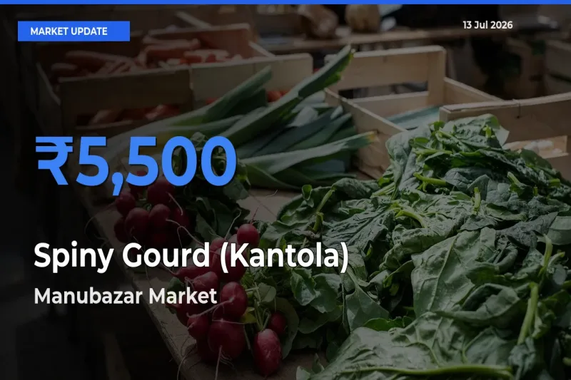 Market Watch: Manubazar Becomes Top Mandi for Spiny Gourd (Kantola)
