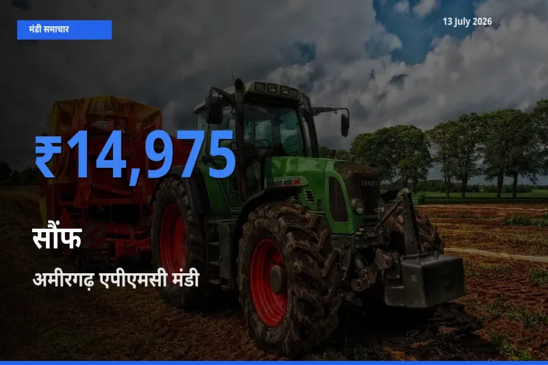 आज का मंडी भाव: सौंफ के सबसे ज़्यादा दाम अमीरगढ़ एपीएमसी में