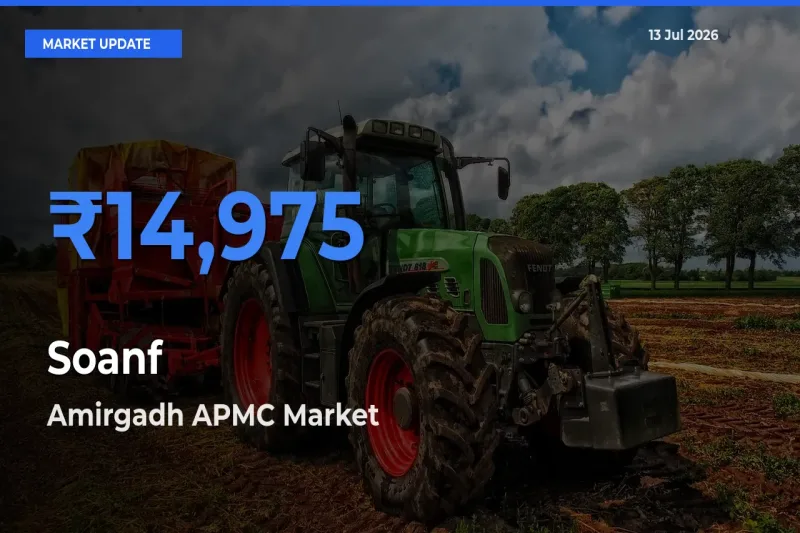 Amirgadh APMC Tops Soanf Mandi Rates Today