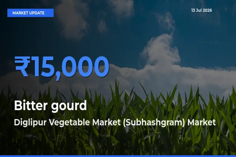 Diglipur Vegetable Market (Subhashgram) Offers ₹15,000 – Highest Bitter gourd Rate Today