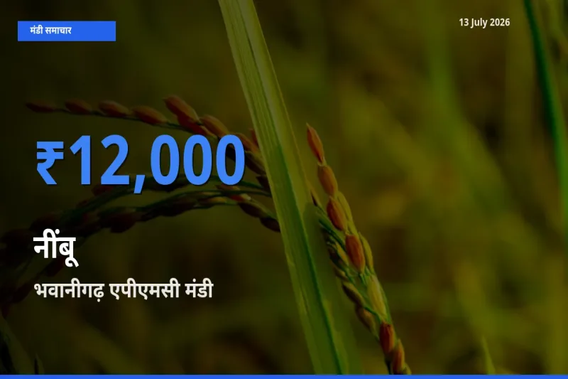 भवानीगढ़ एपीएमसी में नींबू का आज सबसे ऊँचा भाव