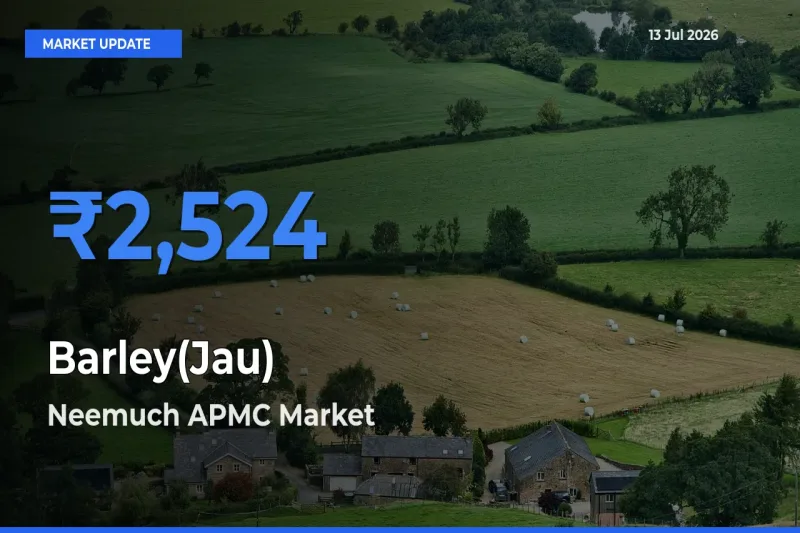Top Performer! Neemuch APMC Offers Best Barley(Jau) Price Today