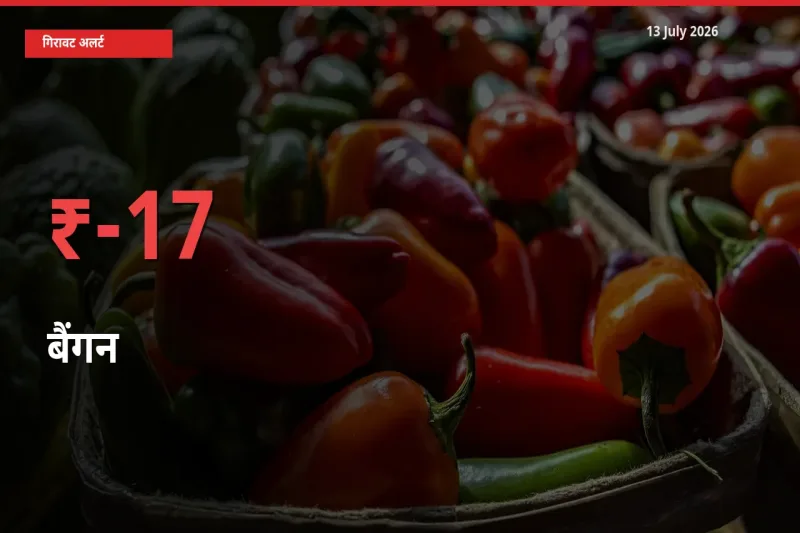 बैंगन 16.97% गिरा, मंडी