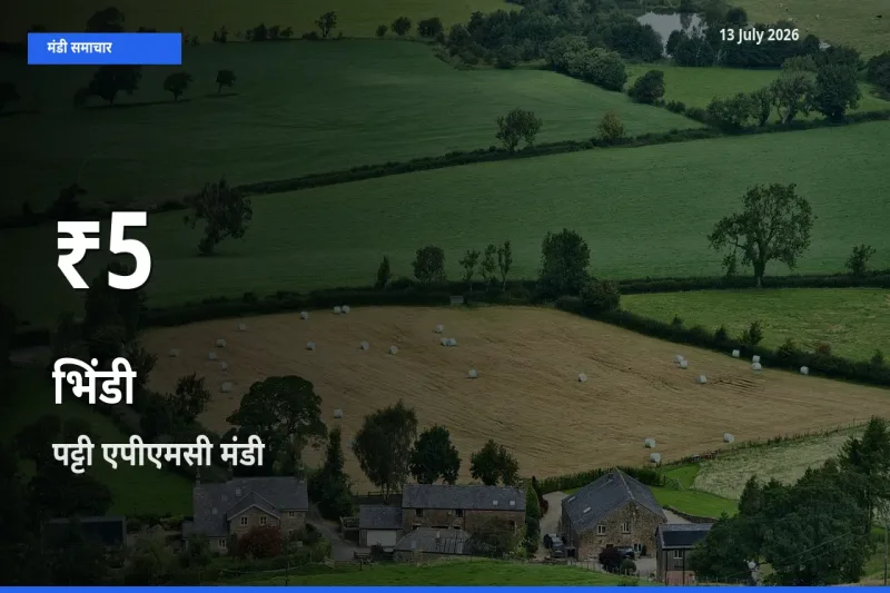 पट्टी एपीएमसी में भिंडी ₹5 पर गिरा – 30 दिन का न्यूनतम भाव
