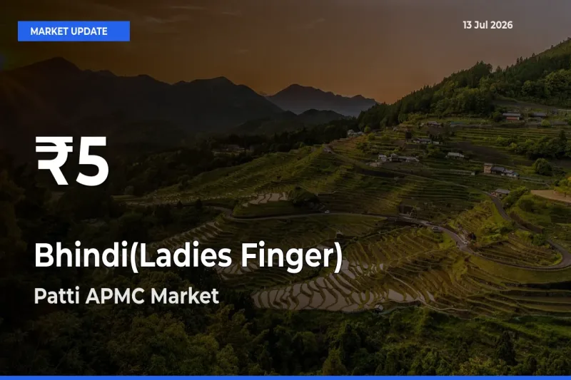 Bhindi(Ladies Finger) Falls to ₹5 in Patti APMC – 30-Day Lowest Rate