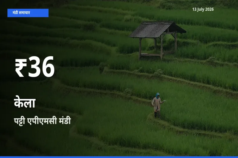 रिकॉर्ड गिरावट नहीं, लेकिन 30 दिन का न्यूनतम! पट्टी एपीएमसी में केला के दाम फिसले